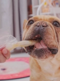 尾巴 先生 煮 清 蒸 牛软骨罐头拌饭 奖 比 熊 秋田犬 幼犬 老年 狗狗 零 食