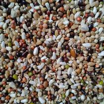 A级小颗粒喷窝鸽粮幼鸽赛鸽育雏观赏鸽子粮食50斤