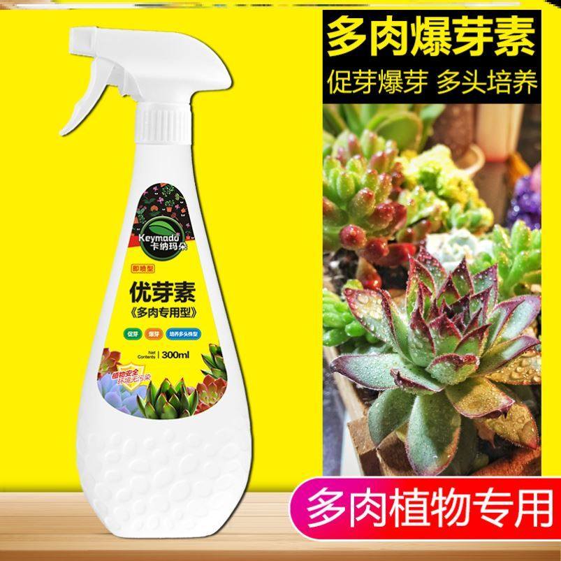 Kanamadol Youbud Multi-meat Special Sprout Sprouts bud vegetarian leaves Old piles cultivate multi-head strain type conservation