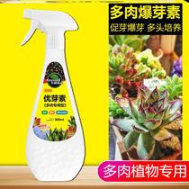 Kanamaduo excellent bud vegetarian succulent special bud promoting bud exploding bud vegetarian leaf planting seedlings old pile culture multi-head plant type conservation