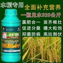 Rice rooting and seedling agent Seedbed rooting medicine seedling and seedling agent Special fertilizer for rice seedlings and seedlings to increase production Foliar fertilizer