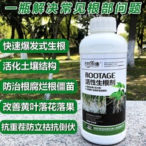 Rice seedling rooting agent Sapling fruit tree wood transplanting rooting powder seedling seasonal sweet potato big ginger rooting agent