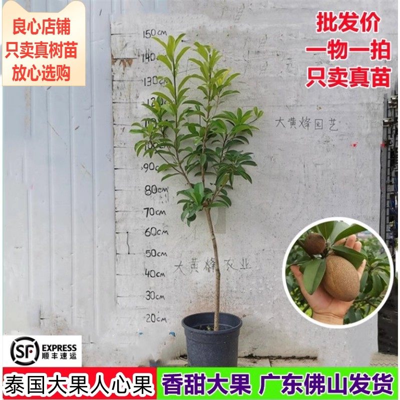 人心果新品越南大果人参果为何能在南方阳台四季开花结果?适合盆栽种植吗?-果树-淘宝好物网