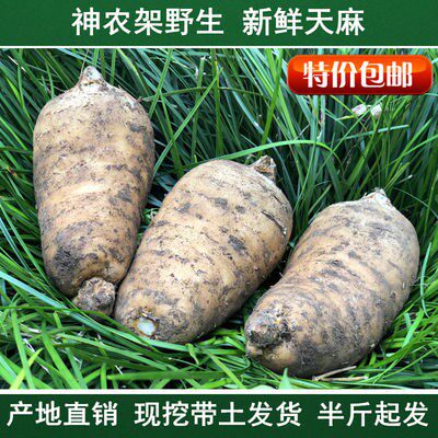 Non-Yunnan Zhaotong Xiaocaoba Fresh Wild Gastrodia 10 500g Farmhouse Deep Mountains Dig Winter Hemp