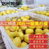 Selected first-grade fruit 20 catties Anyue yellow lemon high quality fresh skin thin juicy milk tea shop Shangchao beverage shop