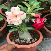Desert Rose Seeds Pot Flowers Flowers Flowers Seasons Flowers for Indoor Green Plants Pot Bottom Flowers