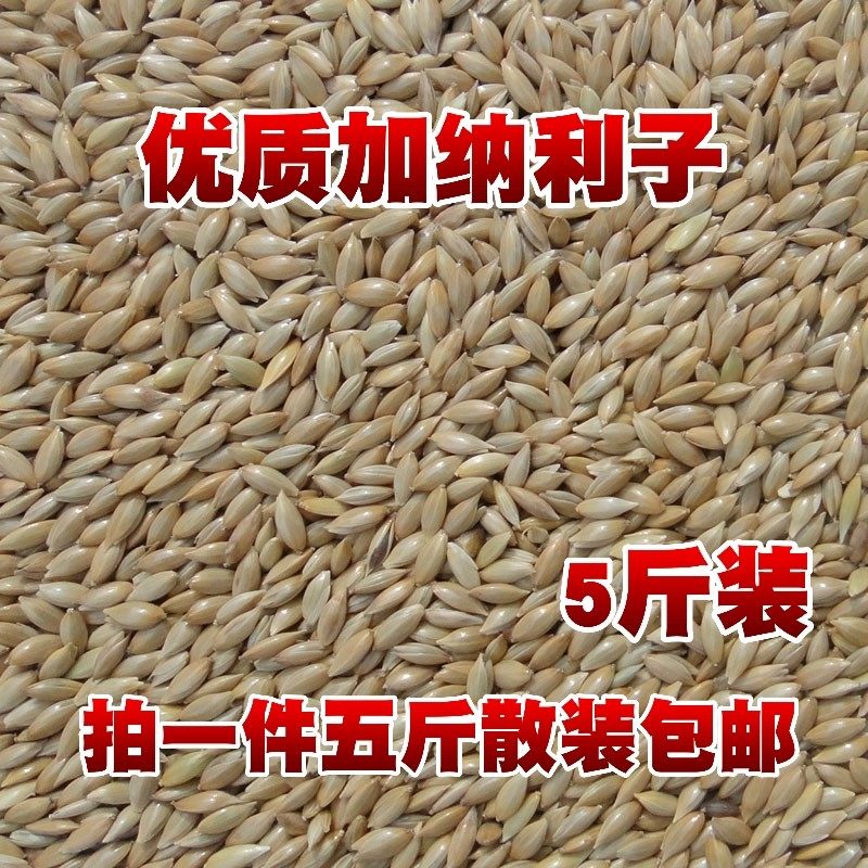 Ganali Bird Eating Golden Silk Nestling Seeds Parrot Food and Bird Food Oil Spike Millet White Spike Corn with 5 catties-Taobao