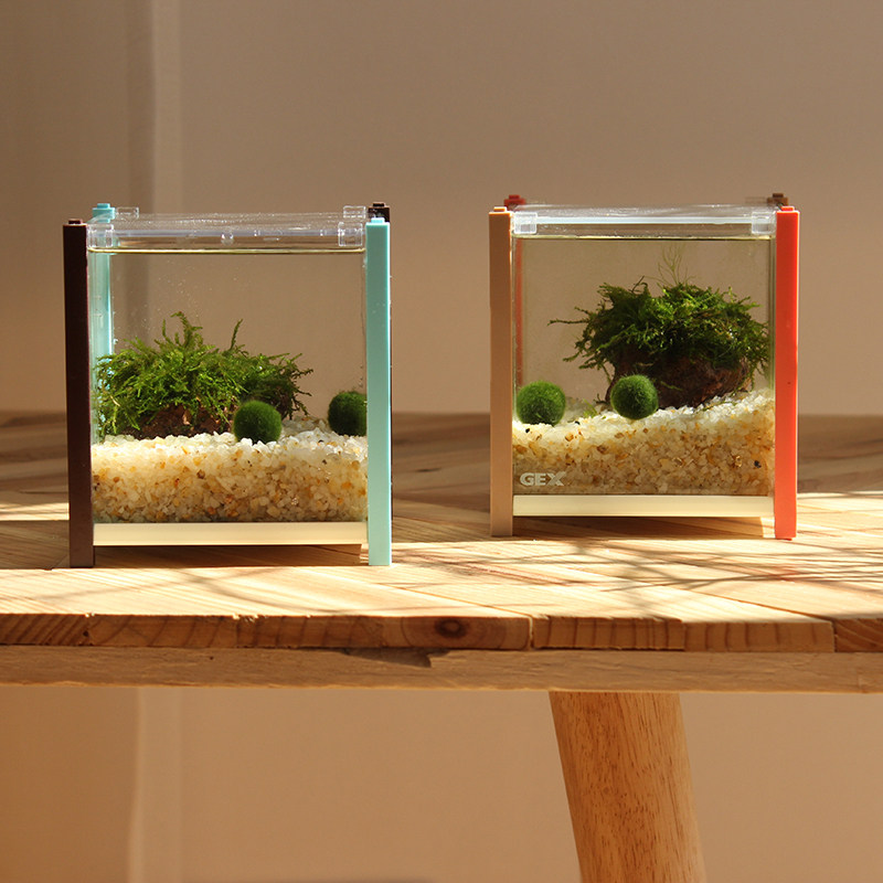 Japan Happiness Seaweed Ball Microscape Marimo Water Grass Moss Desktop Eco Bottle Gex Creative Gift