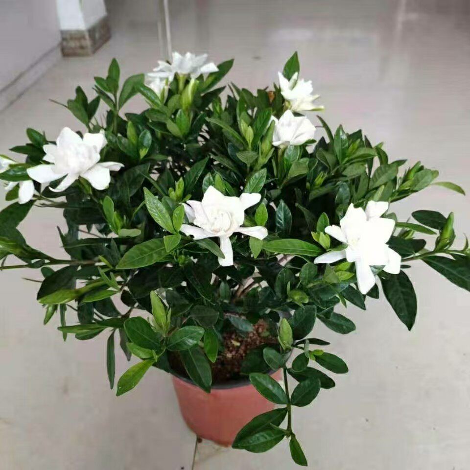 花灵雨苗木场