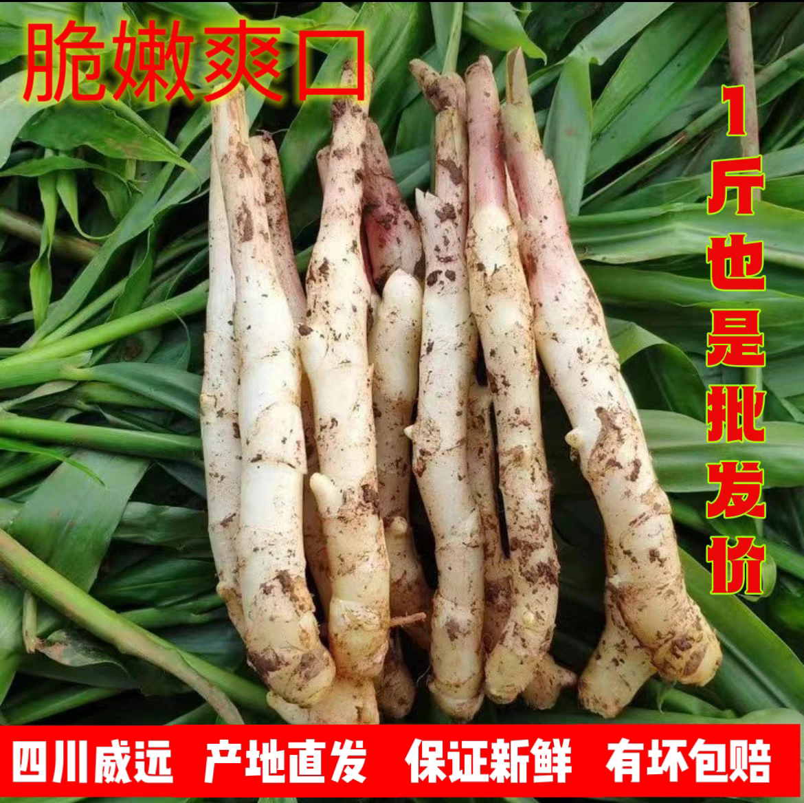 生姜鲜姜四川现挖新鲜嫩姜仔姜带泥红芽嫩姜子姜应当季醋泡姜包邮-生姜-淘宝百科网