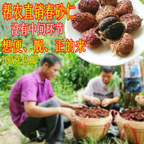Spring Amomum Yangchun specialty chunyangchun Amomum nourishing honey spring acarum wine can replace spring sand tea fresh 100g