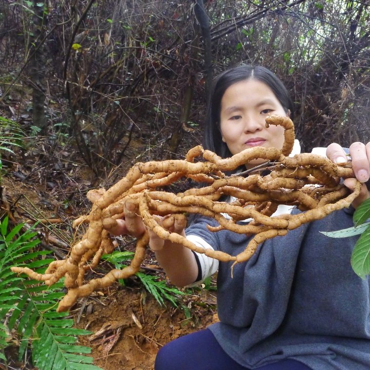 Authentic high to carry core dent sky deep mountain wild chicken gut 500g with cow lap yellow and yellow yellow