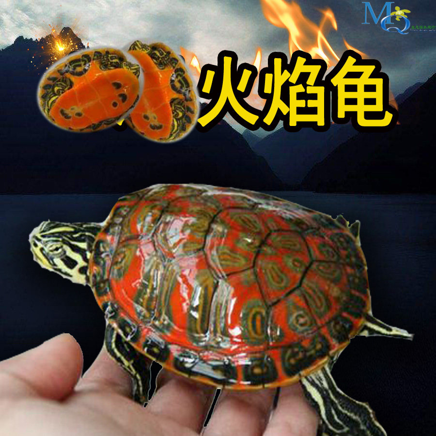 🎉🔥火焰龟苗,你的专属水族馆宠物🌟-龟-淘宝好物网