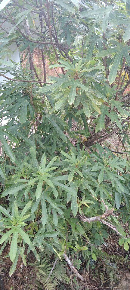 珊珊果苗场