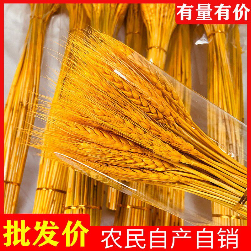 Barley Dried Flowers Interior Decoration Beautiful and Generous Spike Spike Peaceful