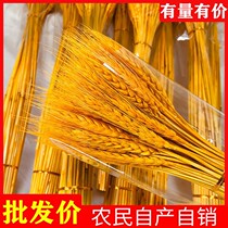 Dried barley flower interior decoration is beautiful and generous spikes are safe