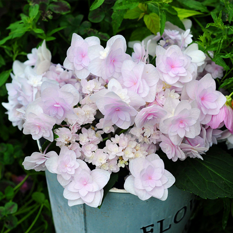 星花火绣球花大苗大花重瓣花色绚丽阳台庭院盆栽花卉绿植紫阳花苗