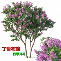 Lilac flower saplings Fragrant flower seedlings Flower plants Hardy courtyard four seasons outdoor villa white lilac flower pot planting