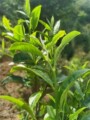 正气塘茶叶初制所