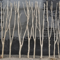 Branch decoration tree branch branch Dry Branch screen dead tree branch shape peeled log diy hand-made landscape kindergarten tree