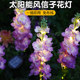 Solar Hyacinth Flower Lamp Outdoor Waterproof Violet Field Plug-in Lamp Courtyard Decoration Light String Simulation Flower Lawn Lamp
