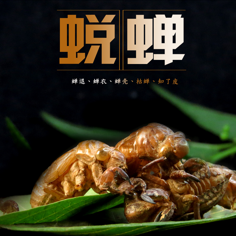 Cicada metamorphos 500 gr Chinese herbal medicine wild knowledge of golden cicadas capsid peworm cicadas cicadas cicadas for cicadas