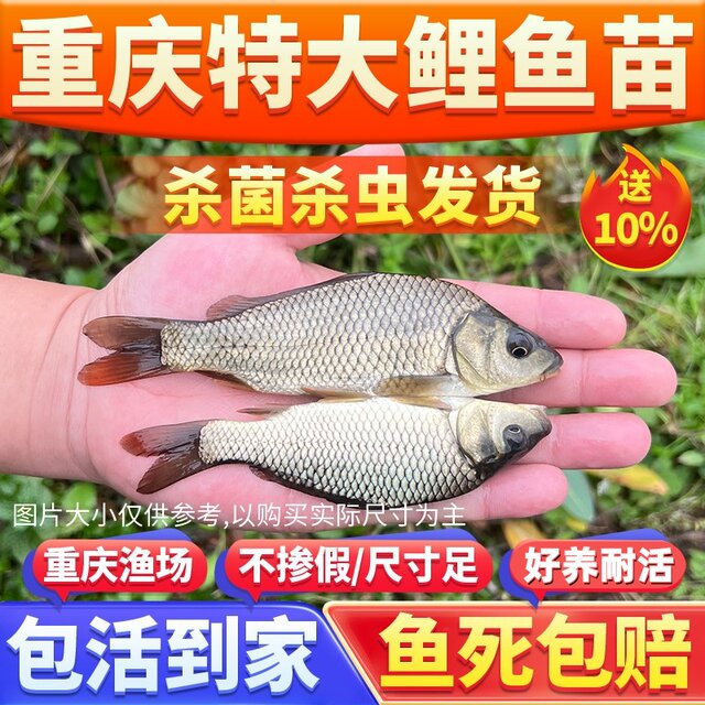 Carp fry red tail grows fast, is durable and easy to care for