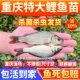 Carp fry red tail grows fast, is durable and easy to care for