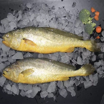 Wenzhou Nanji Island large yellow croaker 1 7~1 9kg 2 strips 2 strips to catch Shunfeng within 48 hours