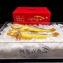 Shen Yes baby Min Dong Yidong Ningde large yellow croaker gift box 1 2~1 3 Jin 2 strips Shunfeng