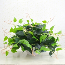 Emulated plant fake flower and grass guest hall Room inside and outside Decorative Plastic Green Loaf Disc Suit Potted Landscape Green Planting Pendulum