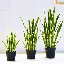 Simulation Plant Tiger Pillan Ground Green Planting Home Living Room Decoration Shop Window Swing Piece Large Landing Fake Bonsai Pendulum