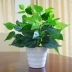 Cây mô phỏng hoa giả và cây trong nhà và ngoài trời phòng khách trang trí nhà bằng nhựa cây xanh trồng trong chậu cây xanh trang trí bàn xanh - Hoa nhân tạo / Cây / Trái cây Ý tưởng từ khóa Hoa nhân tạo / Cây / Trái cây
