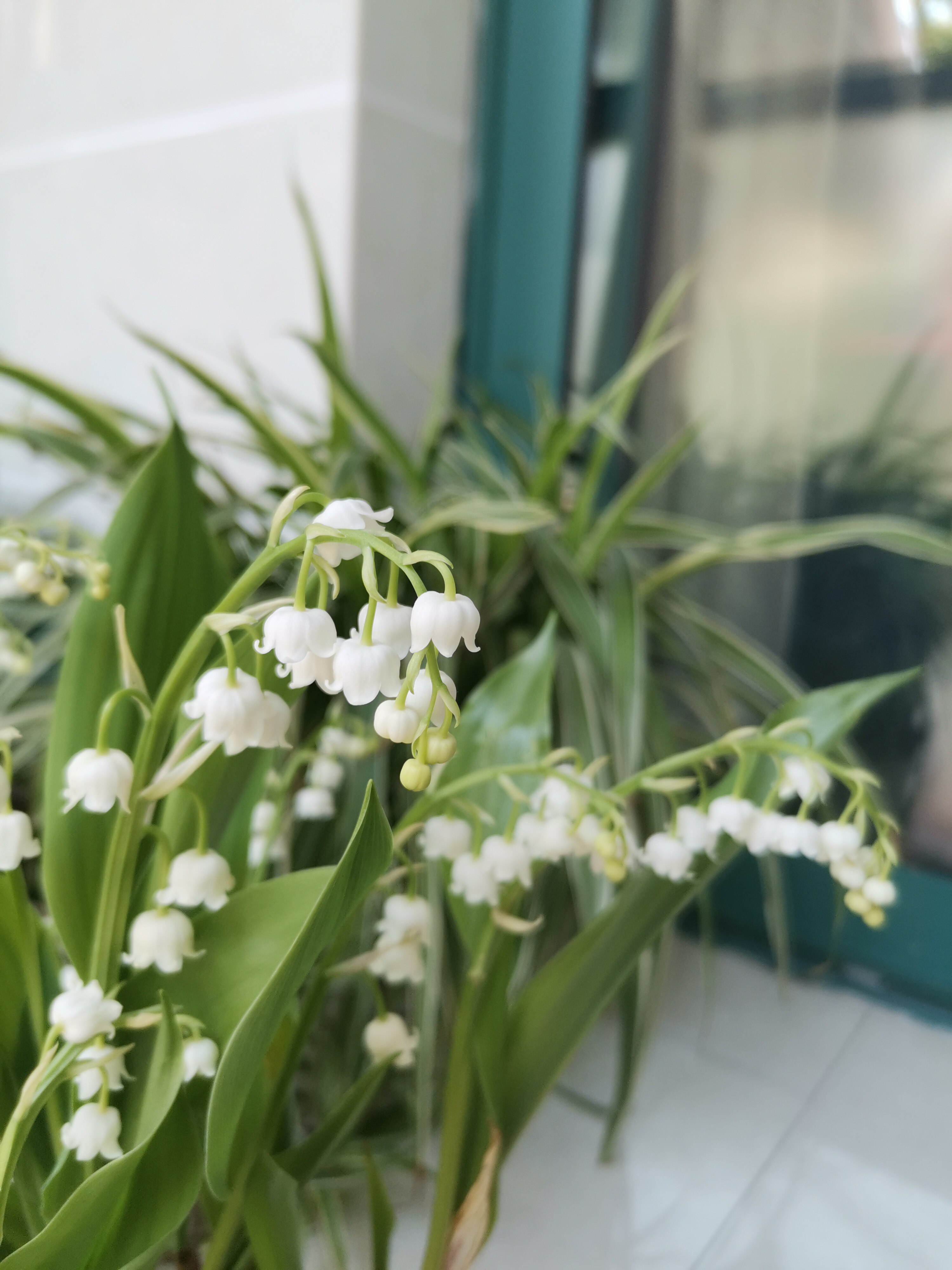 Imported Sunfeng 11 cm of pot - plant - pink piece will be next year's Lingorn sticker