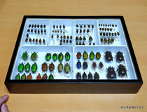 High-end paper classification specimen box atmospheric convenient and practical can be combined with a variety of combinations free combination of insect specimen box