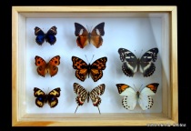 Insect sample box 290*210 * 60MM piano paint brush to buy more than 2 parts of the area