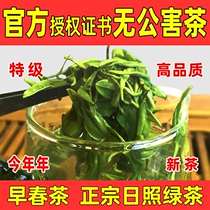 Rizhao Green Tea 2024 New Tea Spring Tea Bulk Authentic Shandong Chestnut Fragrance Rizhao 500g Super Pollution-free Tea