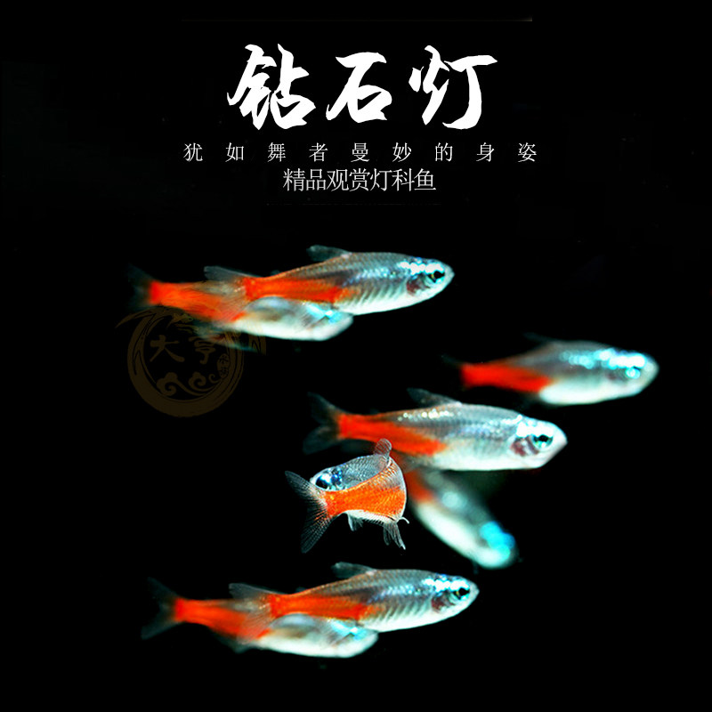 Diamond lamp Fish traffic light Baolin lamp in tropical fish freshwater fish small sized fish seedlings live