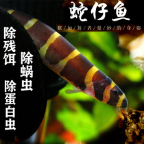 Snake fish coolie Loach Clean up the bottom layer Tropical ornamental small fish Good breeding Freshwater scavenger Small lamp family
