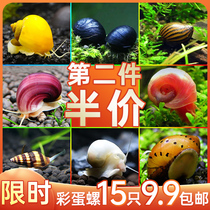 Ornamental Snail Apple Black Diamond Except Algae spire mystic gold zebra onion spirile egg snail cleans the alga tool snail