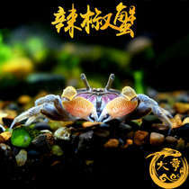 Mini crab Pepper crab Ornamental crab Live pet crab Insect eating Algae removal Freshwater crab Fish tank Reptile benthic animal