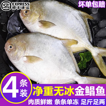 Large golden pomfret fresh frozen sf
