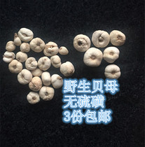 Authentic Northeast wild Sichuan Fritillary screening Ogawa Fritillary Special Fritillary with sulfur-smoked Chinese herbal medicine