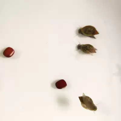 Map snail algae water snail live feed water snail removal Moss cold water snail snail