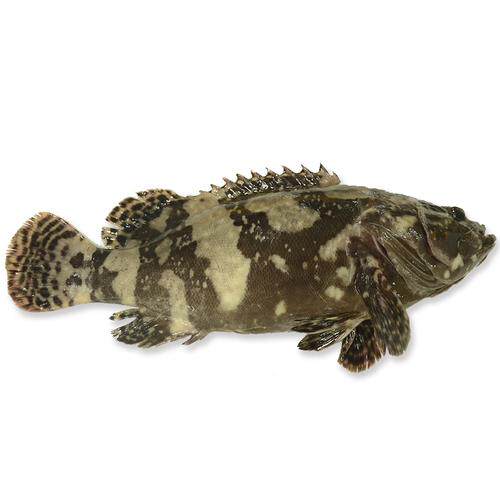 Pearl gentian fry Grouper seedling Tiger dragon grouper seedling Grouper dragon fanfish seedling Seawater fry