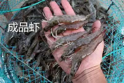 South whitening shrimp seedlings live Shunfeng high resistance desalination white prawn freshwater shrimp seedlings