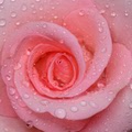 花样年华情趣内衣
