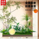 Artificial Green Plant Landscaping Combination for Indoor Landscapes, Balcony, Dragon Blood Tree, Shopping Mall, Courtyard, Large Window Display Decoration, and Artificial Trees