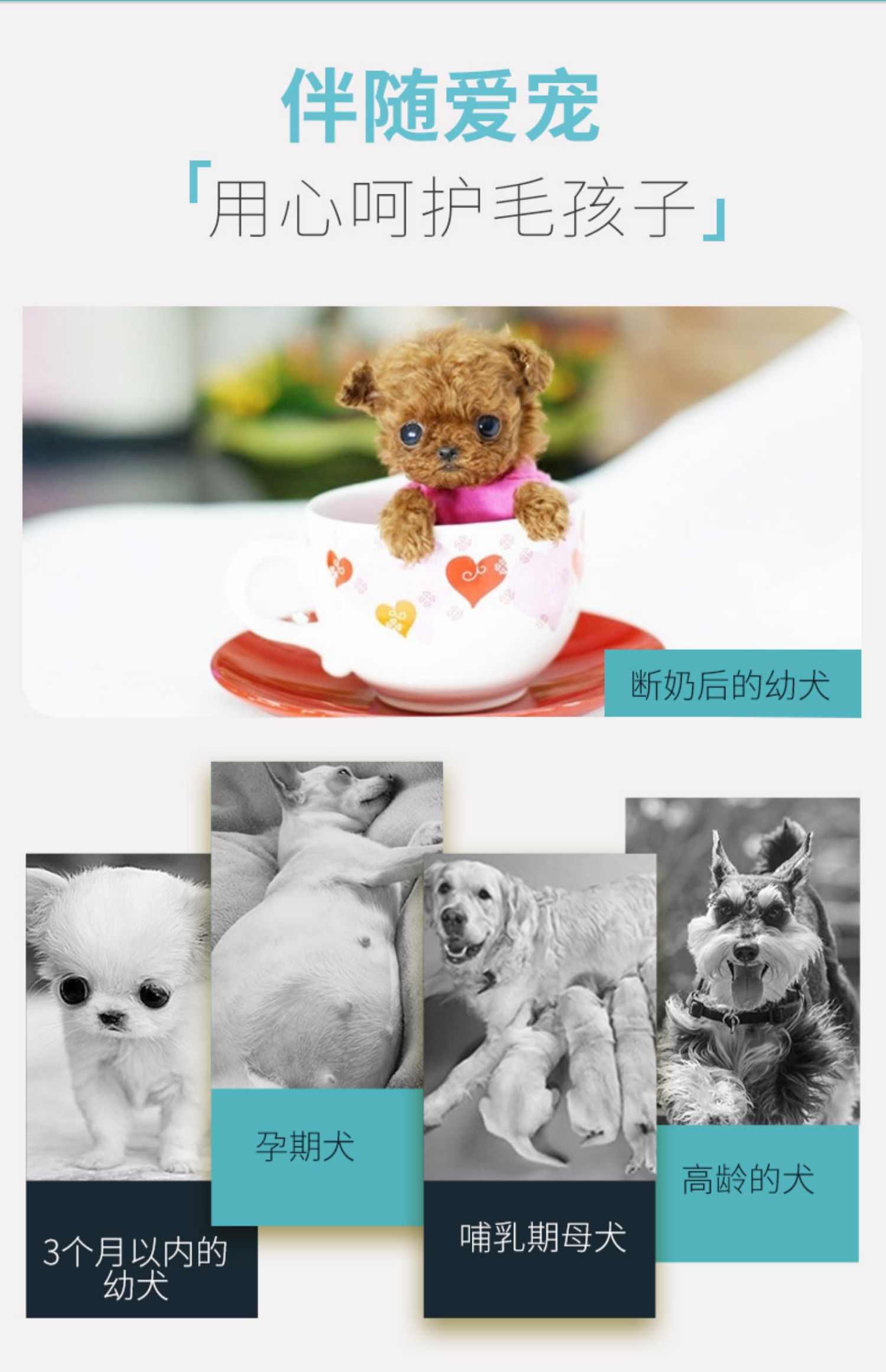 Crazy Puppy Dog Food Puppy Sữa Bánh Teddy Chó nhỏ và vừa Chó sữa 1-3 tháng Phổ loại 3 loại - Chó Staples pate cho chó