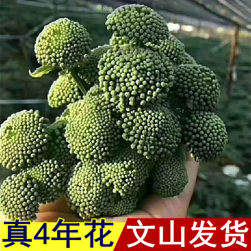 Seven flowers Non-500g Bulk in the Efficacy Fields of Yunnan Wenshan Headstubble New Flower Grade 37 Flower Tea Grade 37 Flower Tea